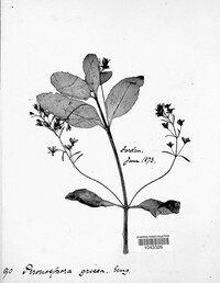 Peronospora grisea image